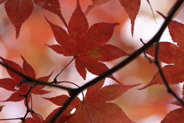 秋景拍摄技巧和方法,秋景拍摄三大忌