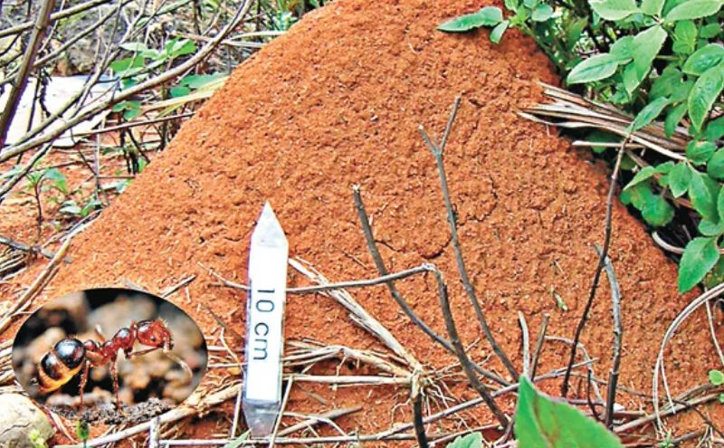 致命的红火蚁,红火蚁的恐怖之处