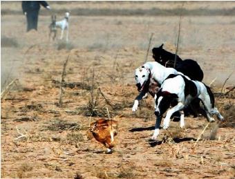 格力犬猎犬打猎视频,格力犬古老