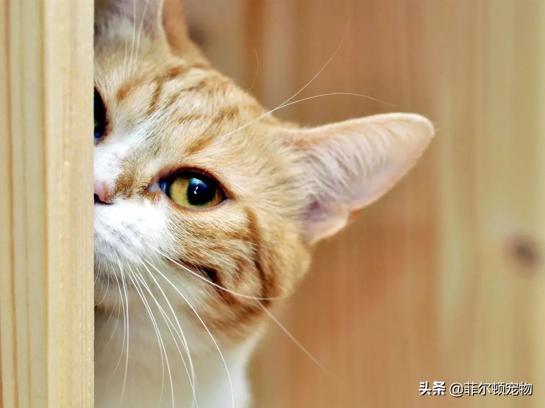 捡到猫咪胡须会有好运,捡到猫的胡须寓意