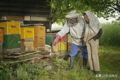 正常蜂群巢门,蜂巢门防止蜂王跑了的样子