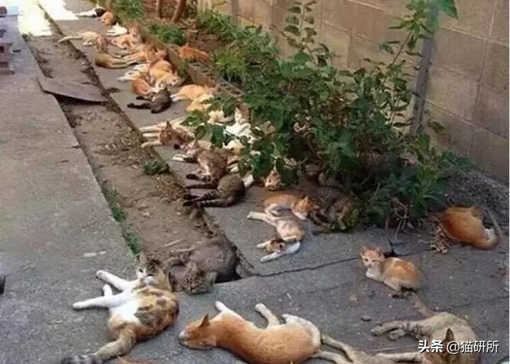 猫咪平替好物推荐,提高猫咪生活质量的几款好物