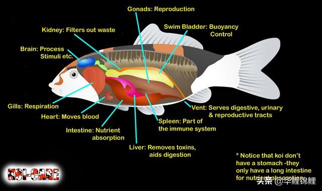 锦鲤养殖场怎么选鱼苗,锦鲤增色饲料和育成饲料怎么分别