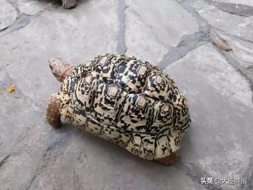 大连破获一起重大案件！涉及大半个中国