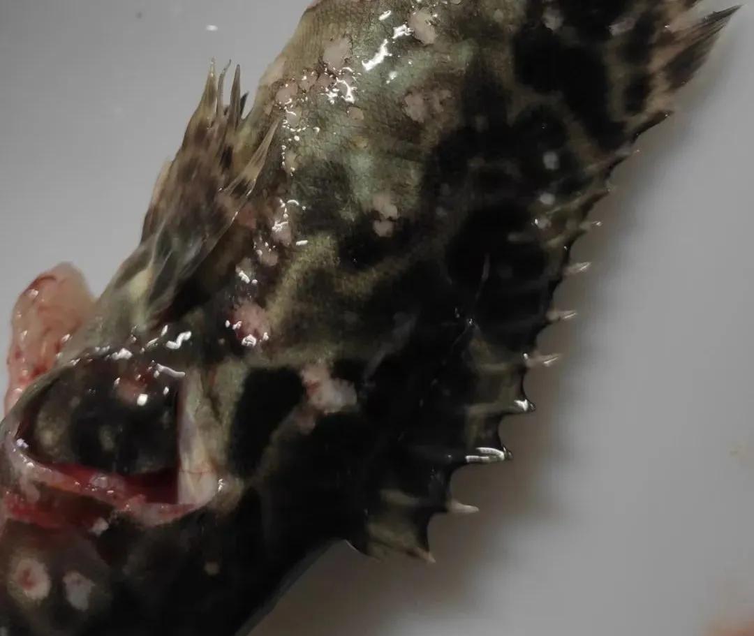 石斑鱼溶藻弧菌怎么治疗,石斑鱼主要病害