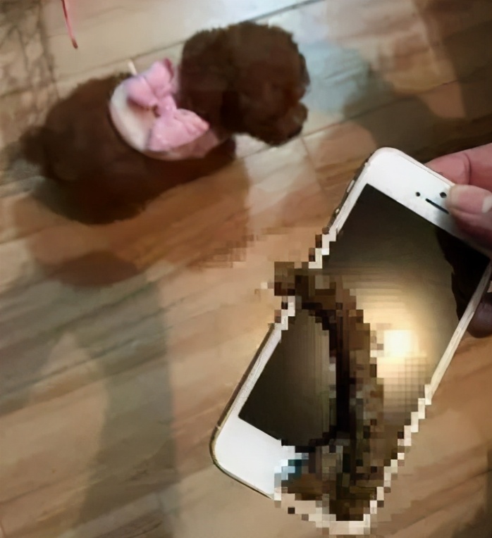 朋友给了我一只狗，却收走了我的快乐