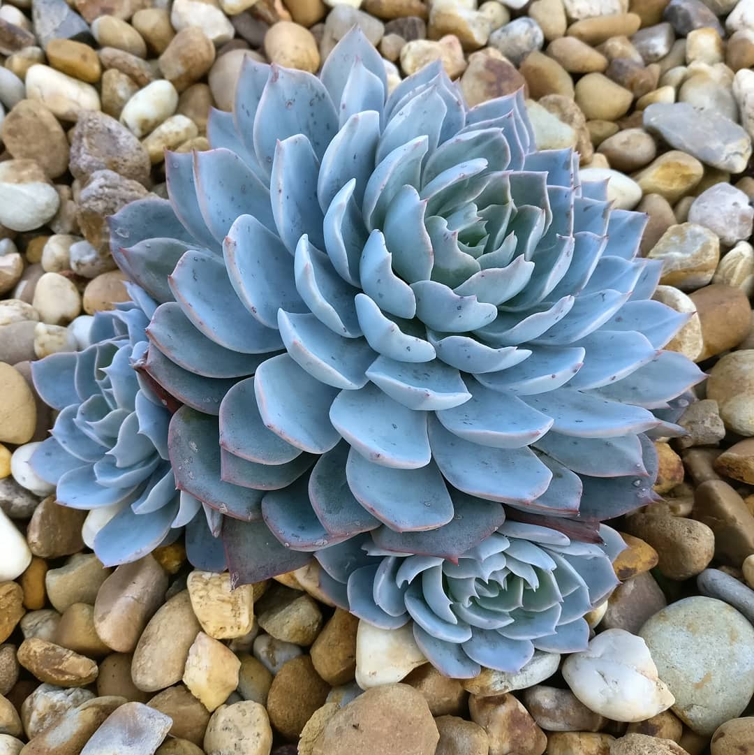 蓝石莲多肉最好看,多肉界的颜值天花板