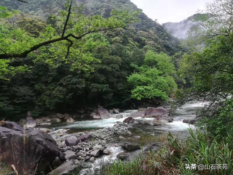 好茶和便宜茶的区别,单枞茶品尝之后怎么样才算好茶