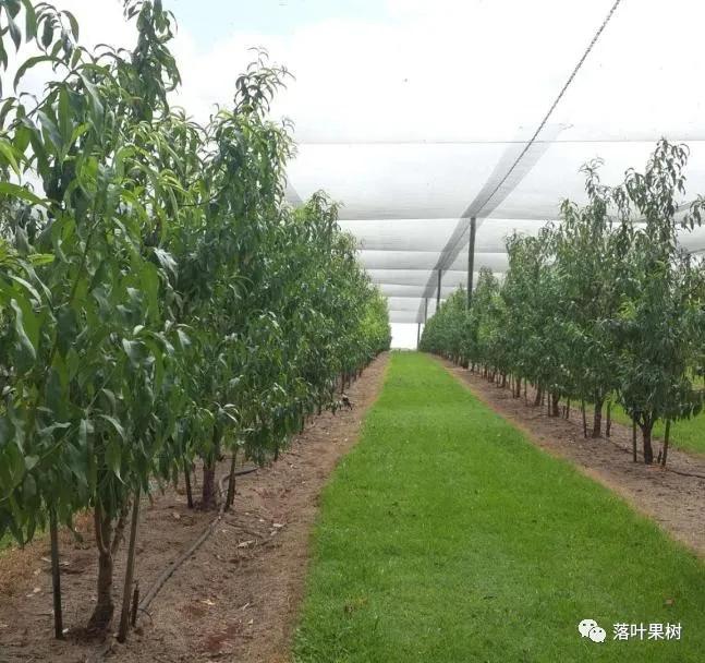 中国桃产业转型升级,桃产业转型升级的思考