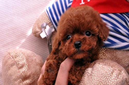 泰迪狗的寿命一般有多长,泰迪狗的寿命一般多少