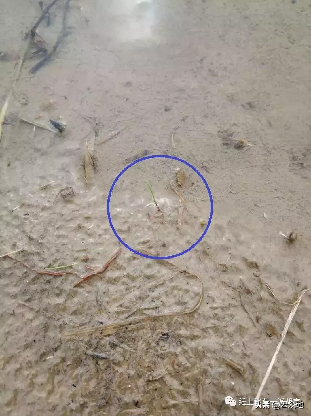 如何防除稗草,抗性稗草与普通稗草区别