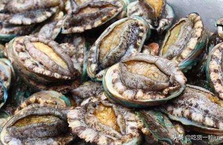 买鲍鱼挑什么样的最好,顶级鲍鱼什么价格好一点