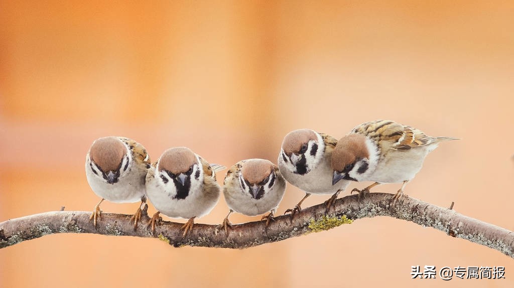 如何驯服野生幼鸟,怎样驯服鸟儿