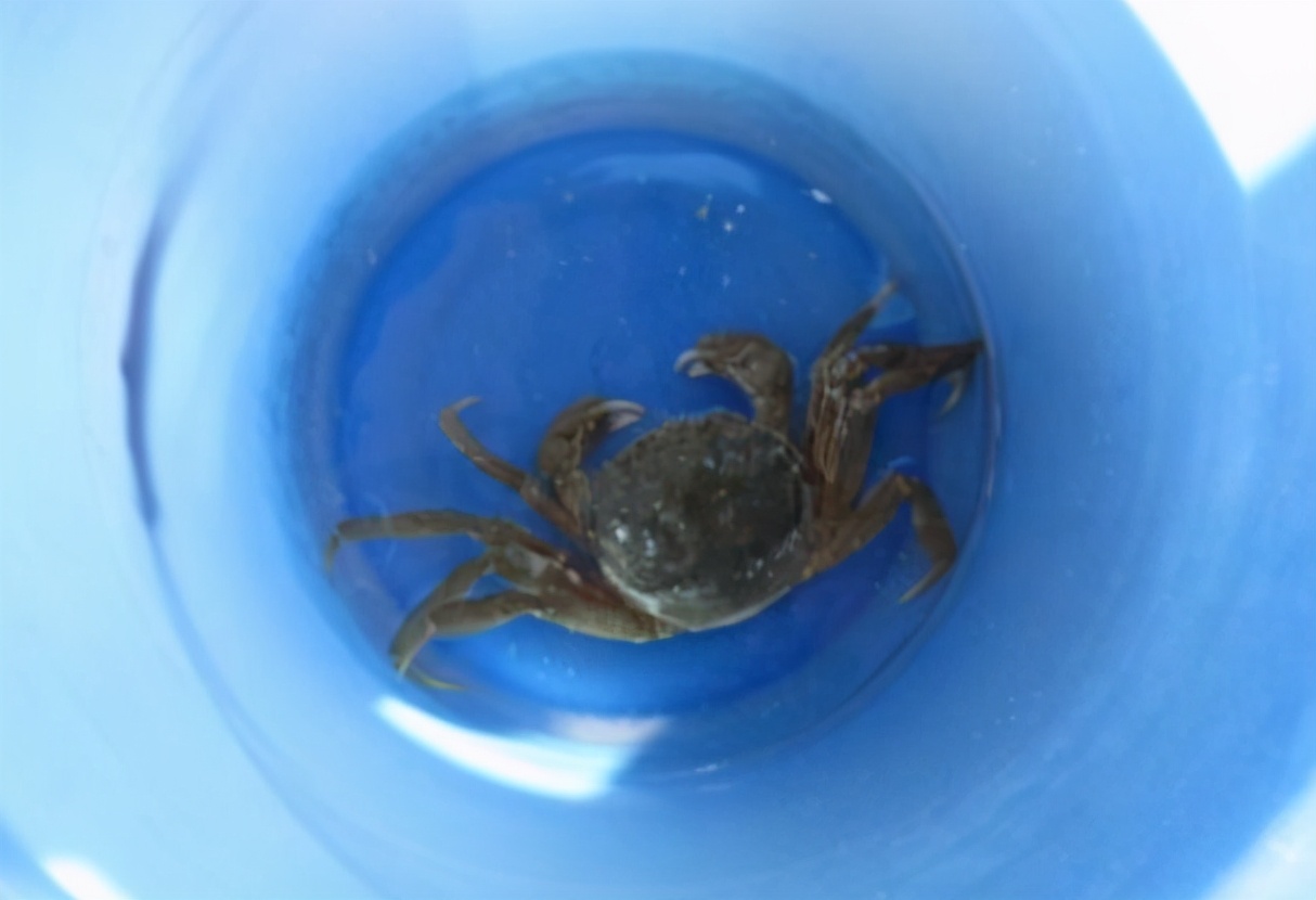 保存螃蟹不要直接放冰箱,螃蟹怎么保存能放的时间长