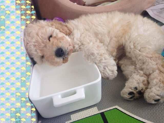 泰迪突然害怕喝水不敢喝是啥病,泰迪喝水的十大忌讳