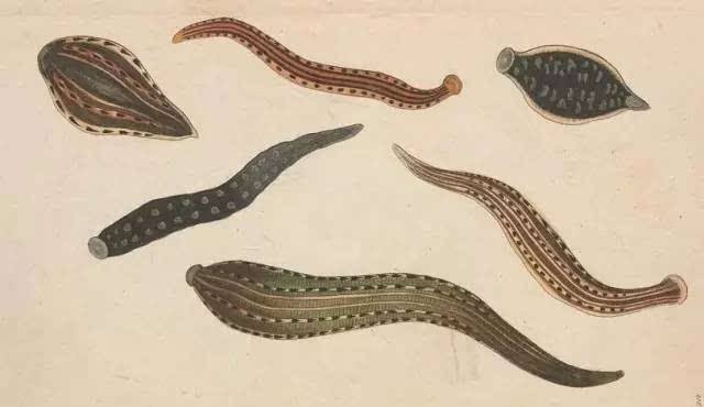 日本医蛭和菲牛蛭,傻傻分不清楚?