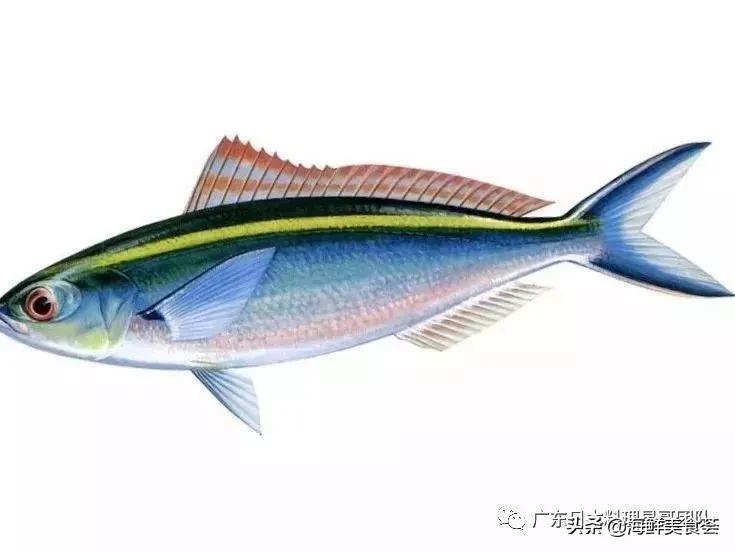 这5种淡水鱼值得多吃,中国最好吃的鱼类排行榜