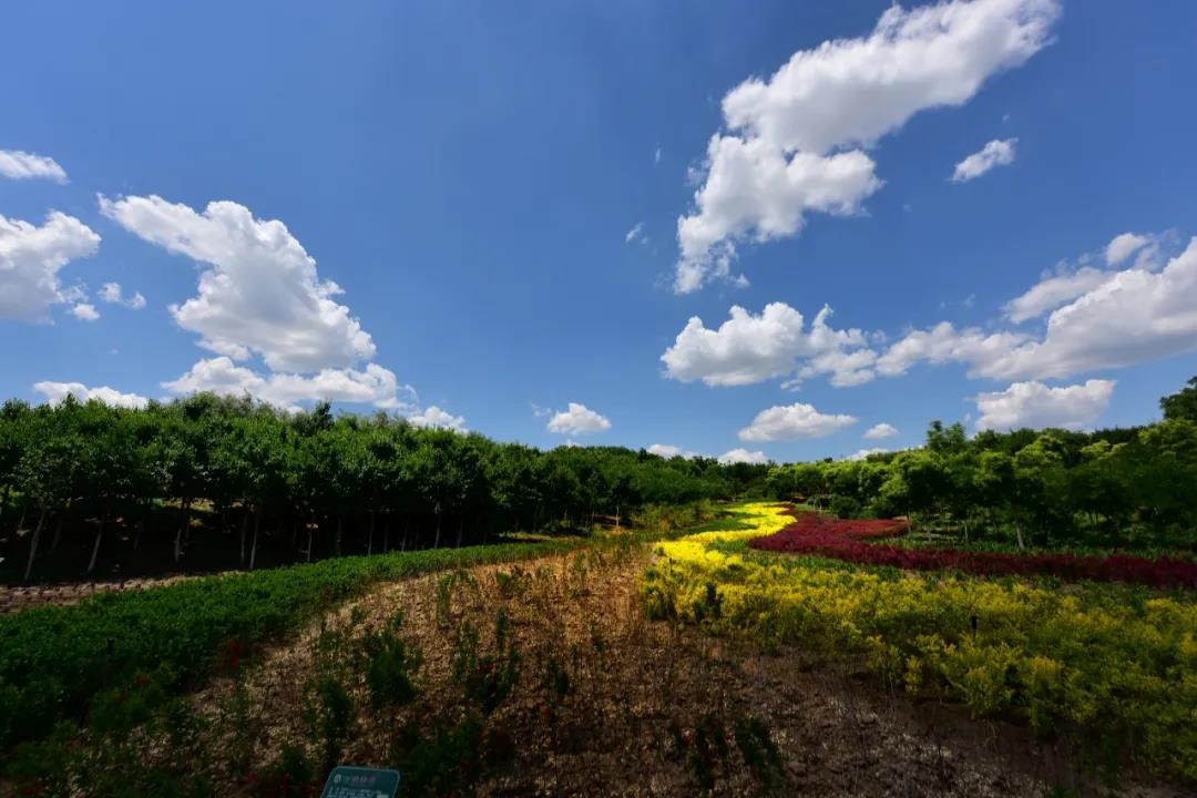 种植抗击疫情药材,抗击疫情的药材种植
