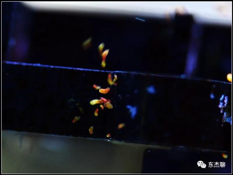 硬骨虫害,硬骨扁虫怎么消灭