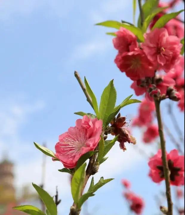 广州现在花开的季节,广州现在什么花开了