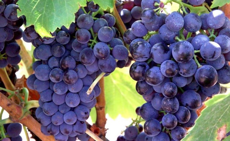 西班牙葡萄酒系列,西班牙葡萄酒大全