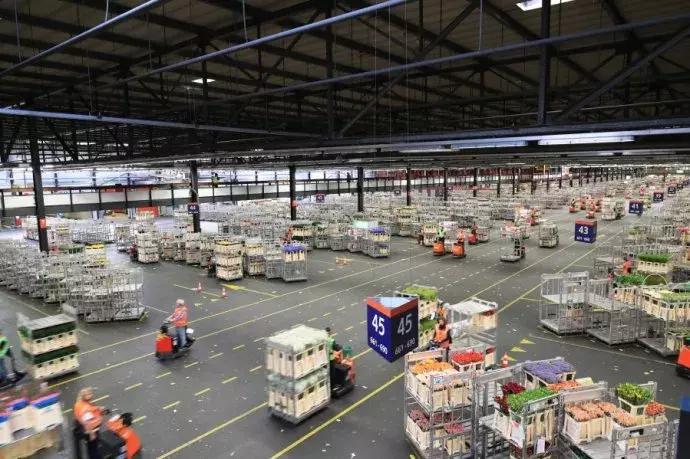 世界顶级鲜花市场,全国最大鲜花交易市场