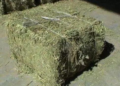 花生秧喂牛羊有什么好处?