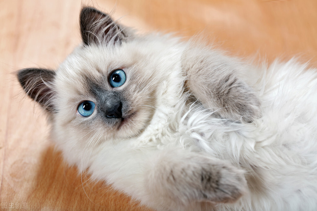 猫咪呕吐淡红色的液体是什么原因,猫咪呕吐没食欲怎么回事