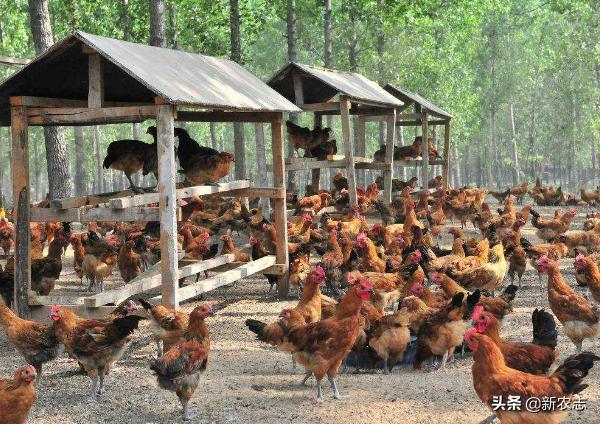 都有什么好项目可以创业,适合穷人养殖的十大养殖项目