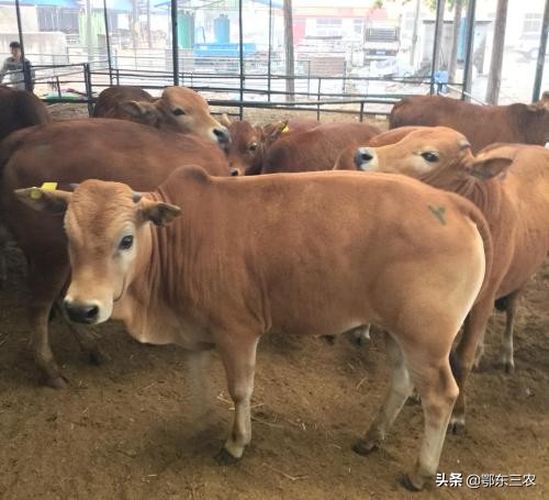 农村养牛有什么好项目,羊和养牛哪个效率高