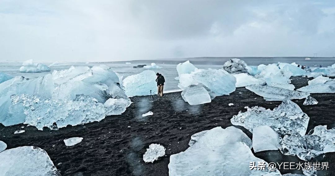 鳕鱼冷冻有科技吗,科学家研究鱼到底爱吃什么
