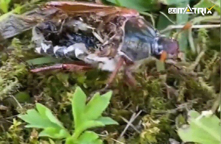 这虫子身体只剩空壳了，为什么还能四处乱爬？