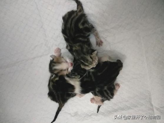 记录猫咪生娃第二天,记录猫咪怀孕41天