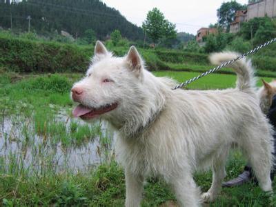 涓崕鍥涘ぇ鍚嶇寧,涓浗浜斿ぇ鐏粷鐗╃