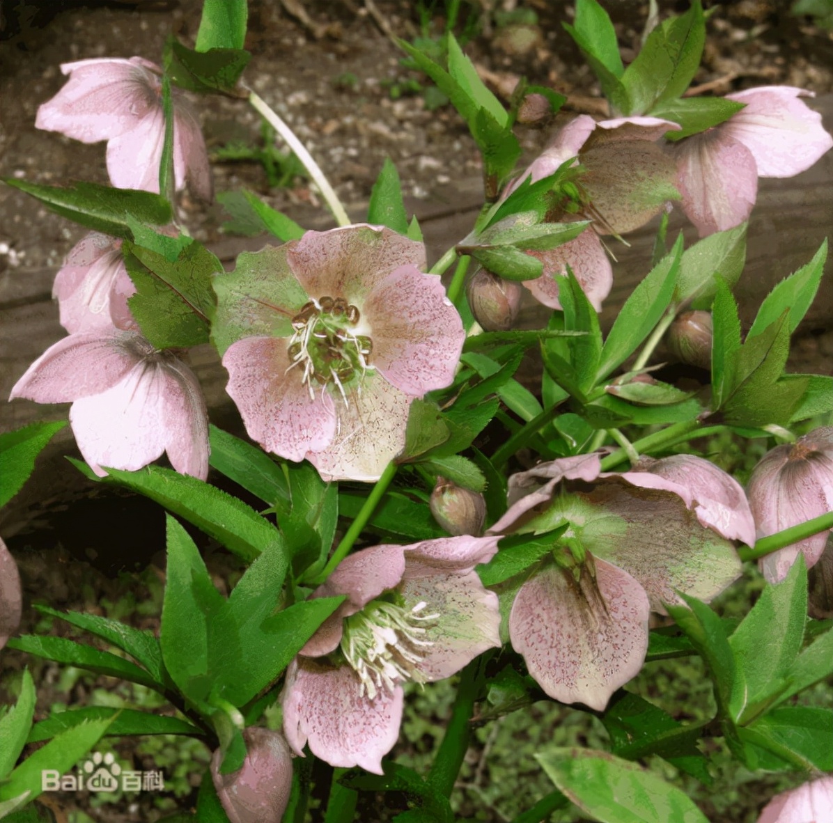 每日一花11.16:圣诞蔷薇