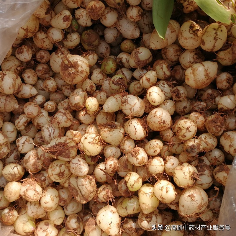 高鹏说药材:白及种植是真致富还是*局骗**呢?