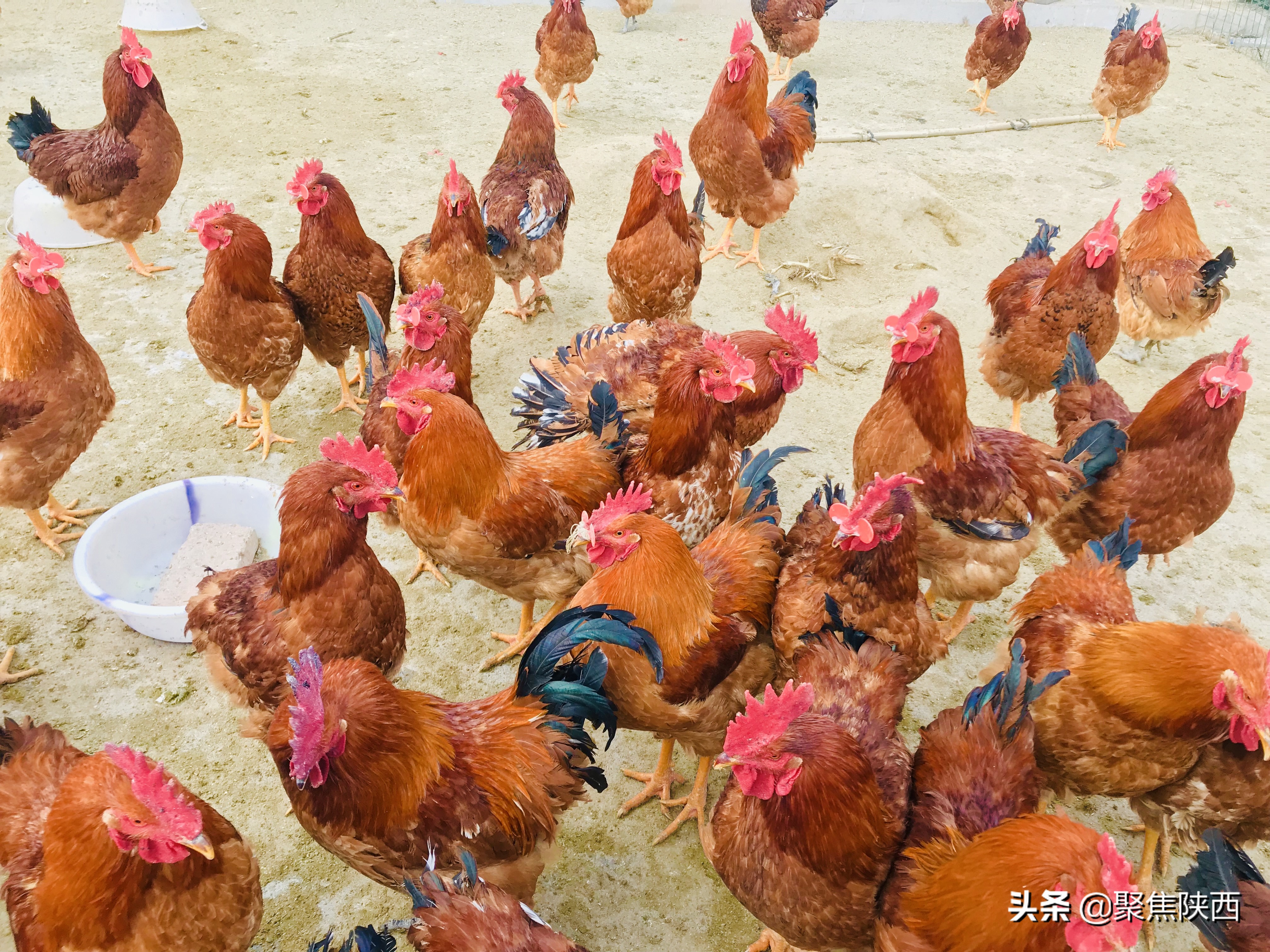 鍑ゅ摜鍔╁姏鏂颁汉,鍐滄潙鍒涗笟鍑ゅ摜