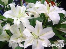 中药药材大全及功效,补肾中药大全及功效