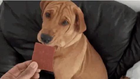 狗狗肠胃不好吃点什么食物比较好,狗狗不能吃的几种食物你了解多少