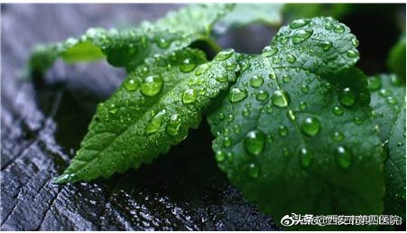 薄荷好处多又多夏日需常备,夏天薄荷的妙用以及它的神奇之处