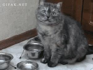 怎样让猫咪优雅的吃猫条,怎么才能让猫咪合理膳食