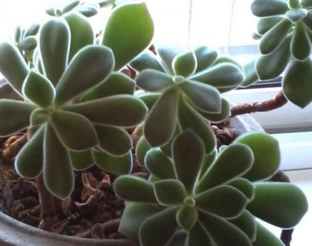 这些多肉因颜值入坑,什么系的多肉颜值高皮实好养