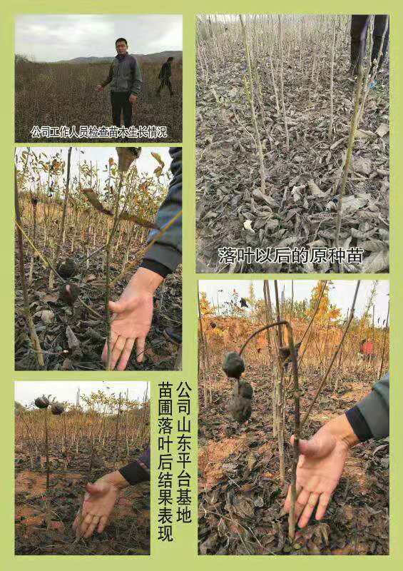 特早熟高产核桃,核桃硒府一号南方种植