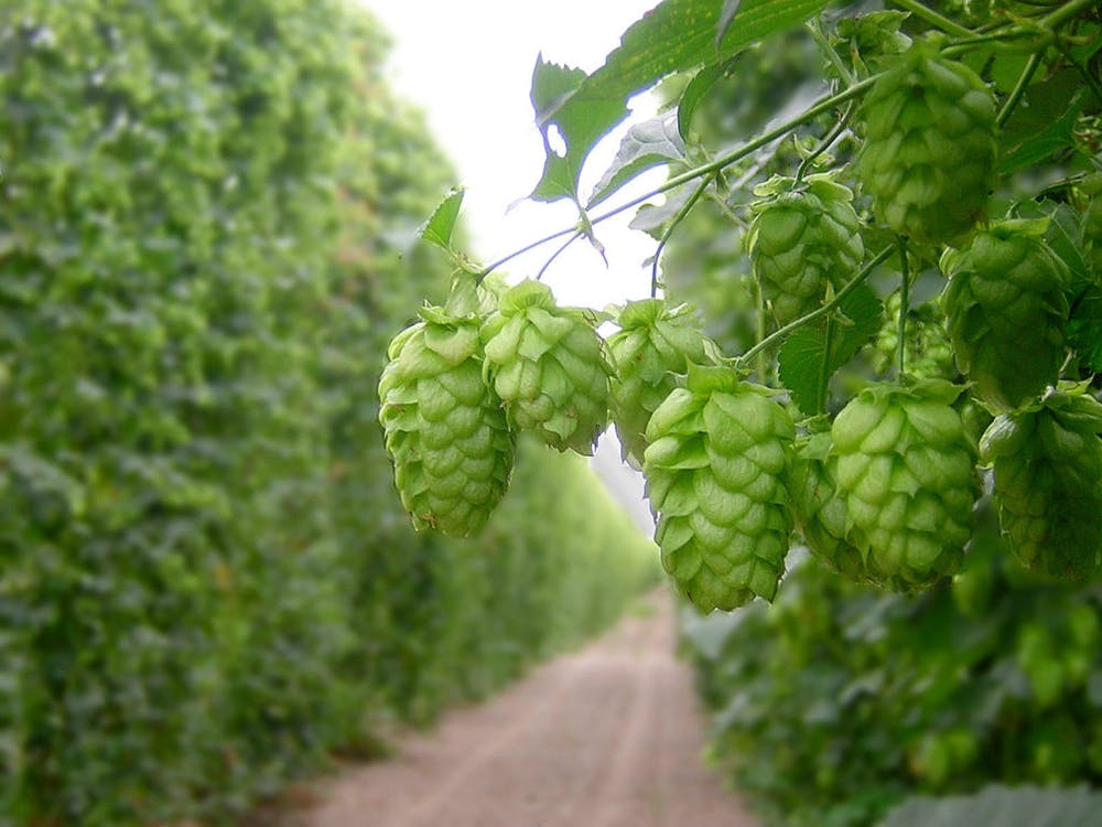 德国生活用品特产,德国风土人情旅游攻略