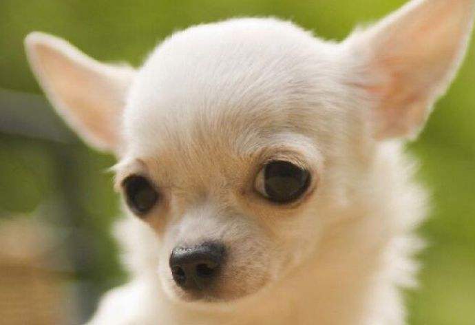 狗狗腹股沟疝气会疼吗,狗狗疝气用什么绑起来