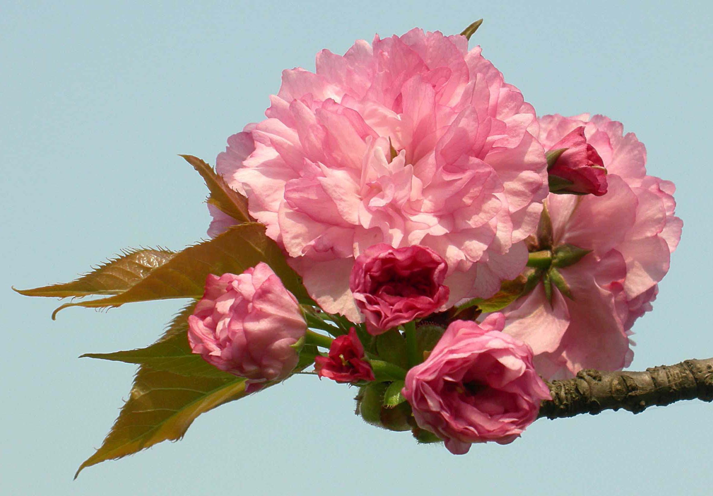 一年一度的樱花大赏,一年一度赏樱花季节又到了
