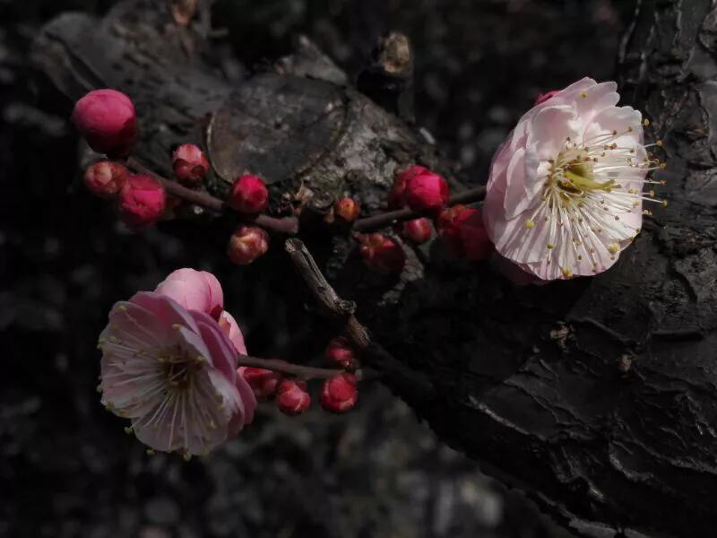 手拍世界摄影网,手拍世界微信公众号