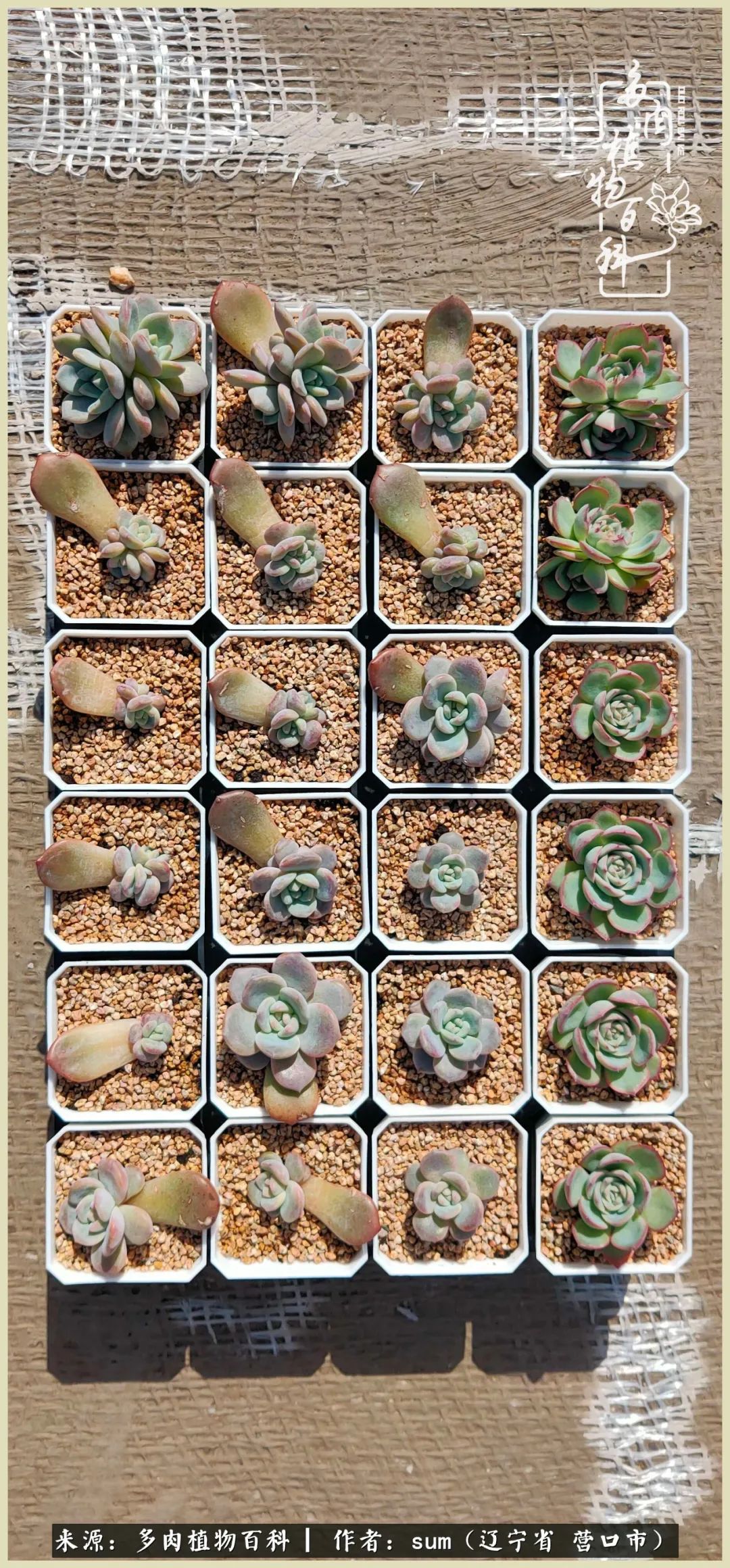 养多肉是一个很治愈的过程,养多肉是一种爱