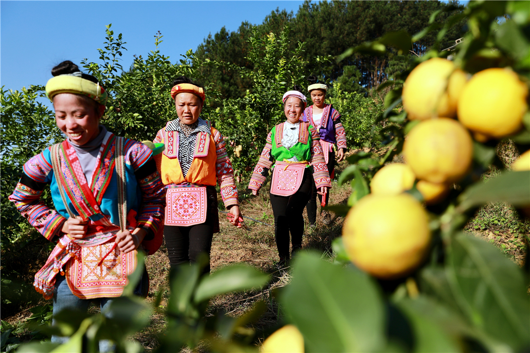 罗平柠檬基地,云南罗平柠檬种植基地