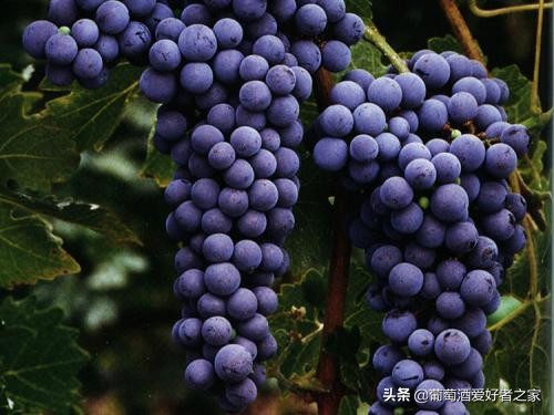 2017年拉菲传奇波尔多葡萄红酒700ml,拉菲传奇波尔多葡萄品种